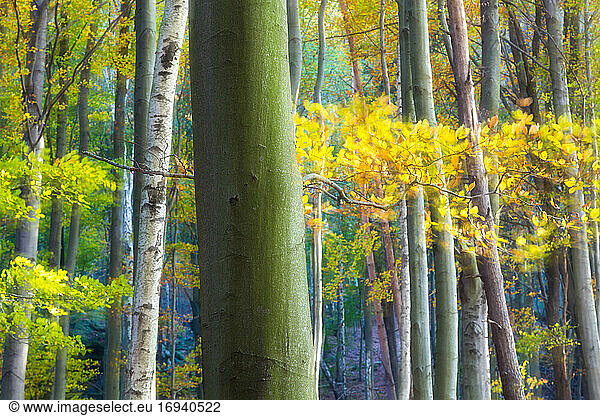 Herbstbäume  Sächsische Schweiz  Deutschland