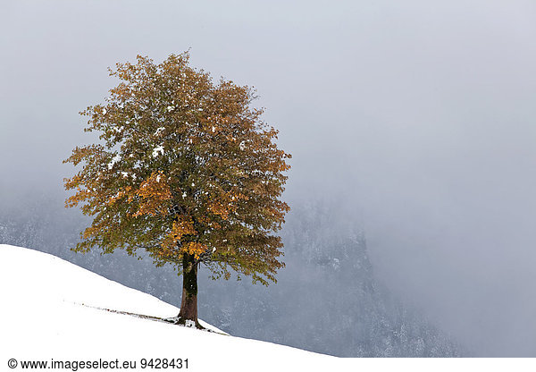 Herbstbaum in den Schweizer Alpen Ostschweiz  Alpstein  Schweiz  Europa