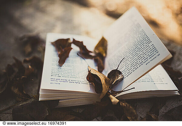 Herbstblätter auf altem Buch