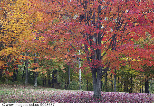 Herbstblätter auf Bäumen