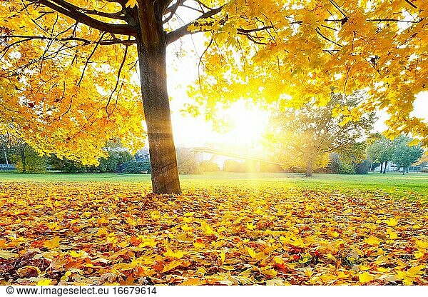 Herbstblätter auf dem Boden unter einem Baum