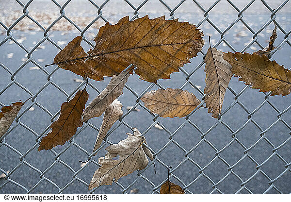 Herbstblätter im Maschendrahtzaun gefangen