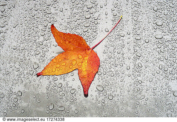 Herbstblatt auf der Motorhaube eines Autos liegend  bedeckt mit Regentropfen