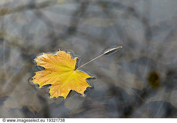 Herbstblatt auf Wasser  autumn leaf on water
