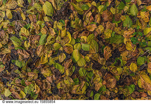Herbstblatt im Boden