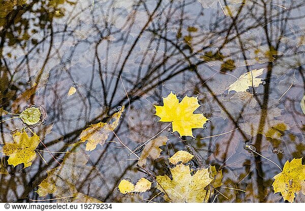 Herbstblatt vom Ahorn auf Wasser  autumn leaves of maple on water