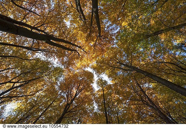 Herbstfärbung  Wald mit Buchen (Fagus sylvatica)  Morschreuth  Oberfranken  Bayern  Deutschland  Europa