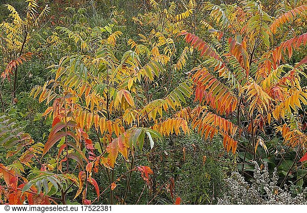 Herbstfarben der Vegetation am Straßenrand  Provinz Quebec  Kanada  Nordamerika