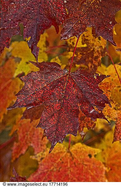 Herbstfarben in Ahornblättern  Ontario.