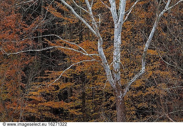 Herbstfarben in East Tennessee.