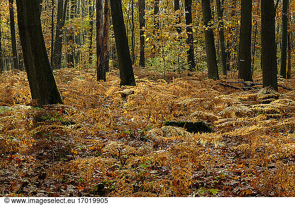 Herbstfarne im Naturschutzgebiet Beversee