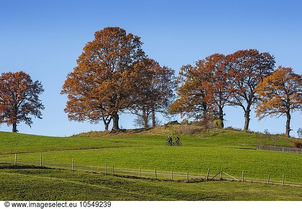 Herbstlandschaft mit Buchen (Fagus) bei Bad Tölz  Bayern  Deutschland  Europa