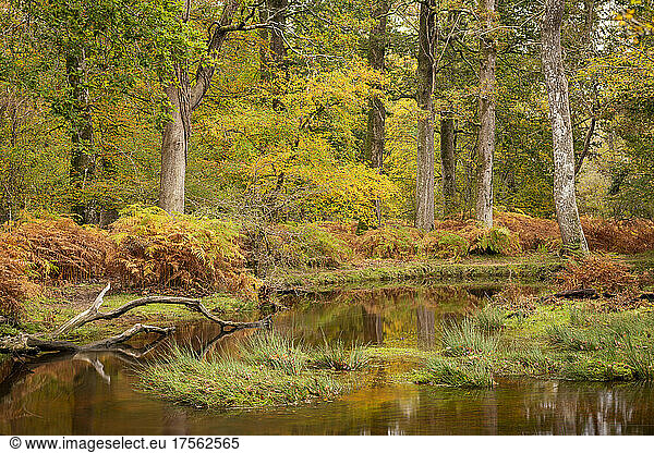 Herbstlaub am Ufer des Black Water River im New Forest National Park  Hampshire  England  Vereinigtes Königreich  Europa