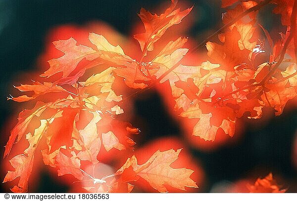 Herbstlaub  Ast  Zweig  Blatt  Blätter  Gegenlicht  Herbst  abstrakt  weich  Querformat  horizontal)