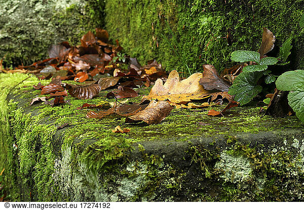 Herbstlaub auf moosbedeckten Steinstufen