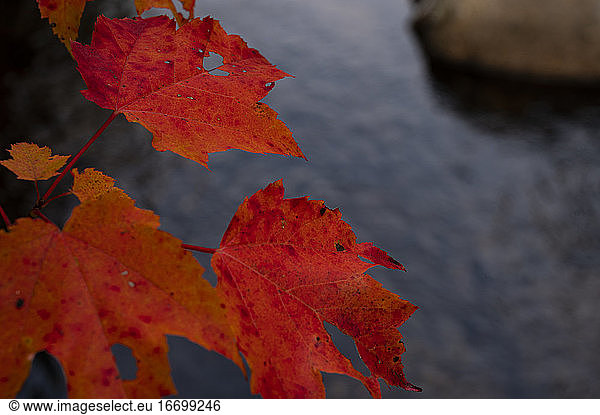 Herbstlaub in New Hampshire