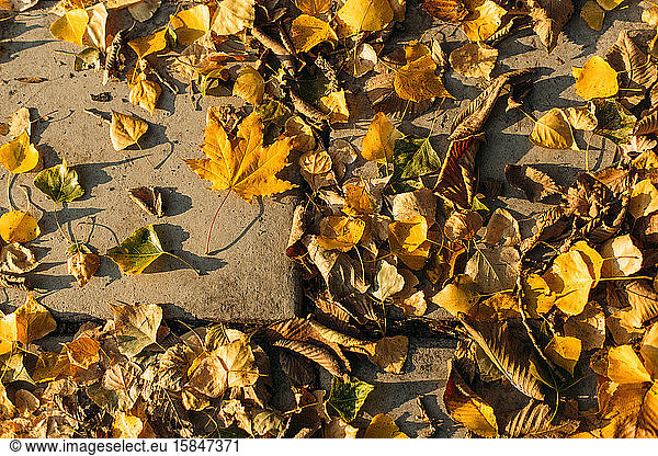Herbstlich bunte Blätter auf dem Boden