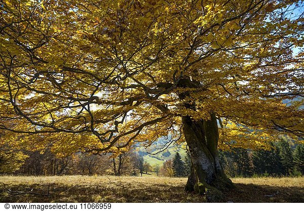 Herbstlich gefärbte Buche (Fagus sylvatica)  bei Schönau  Schwarzwald  Baden-Württemberg  Deutschland  Europa