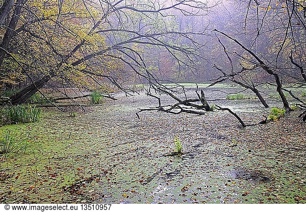 Herbstlich gefärbte Buche (Fagus) und Totholz im Sumpfgebiet am frühen Morgen  Naturpark Märkische Schweiz  Buckow  Brandenburg  Deutschland  Europa