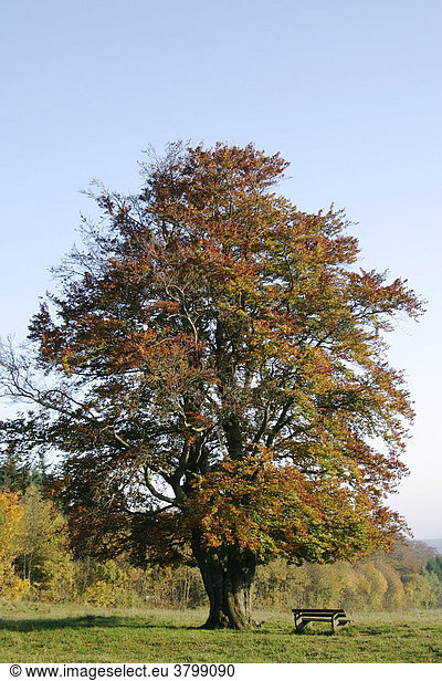 Herbstlich gefärbte Buche (Hutebuche) im hohen Westerwald Hessen