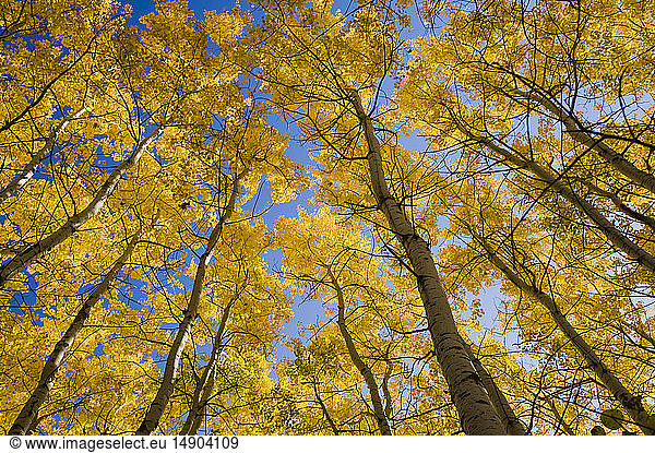 Herbstlich gefärbte Espenbäume  Birds Hill Provincial Park; Manitoba  Kanada