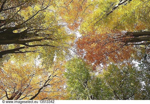 Herbstlich gefärbte Kronen von Buchen (Fagus)  mit Gegenlicht  Naturschutzgebiet des alten Waldes von Sababurg  Hessen  Deutschland  Europa