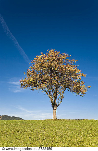 Herbstlich gefärbter Laubbaum auf einer Wiese Sankt Stefan ob Leoben Steiermark Österreich Europa