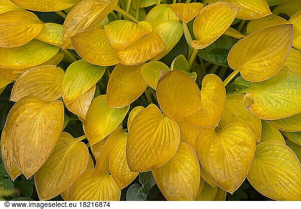 Herbstlich  gelbe Blätter einer Funkie (Hosta)  Bayern  Deutschland  Europa