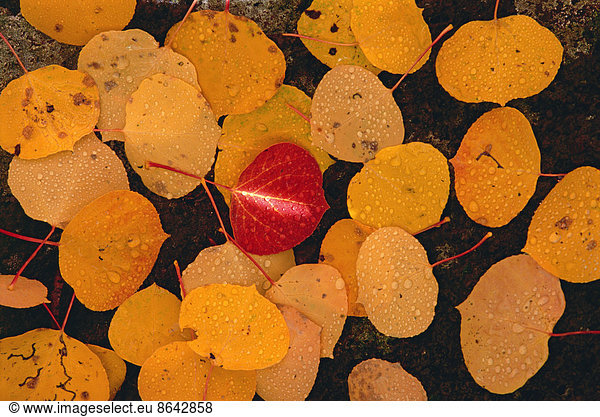 Herbstliche Espenblätter. Braune Blätter auf schwarzem Felsen ausgebreitet  mit einem lebhaft roten Blatt in der Mitte.