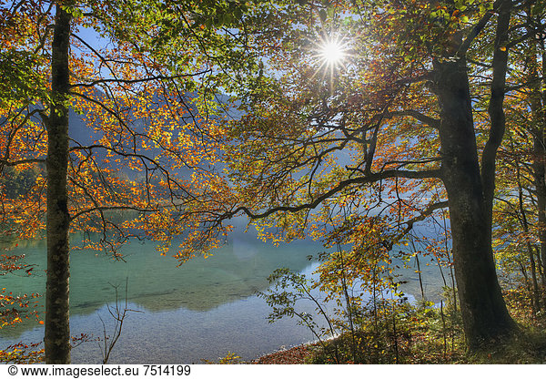 Herbstliche Rotbuchen  Offensee  Gemeinde Ebensee  Salzkammergut  Oberösterreich  Österreich  Europa