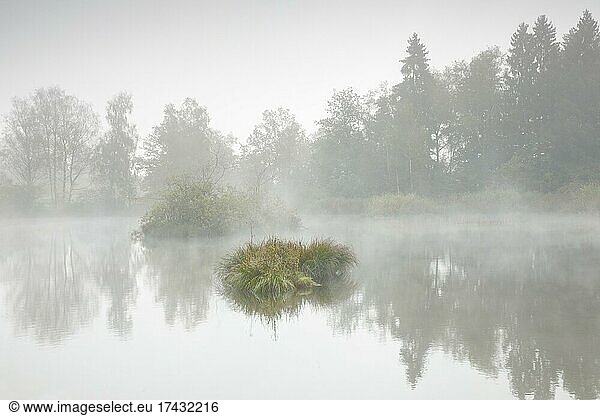 Herbstliche Stimmung an Weiher im Naturschutzgebiet Wildert in Illnau  Raureif bedeckt Vegetation auf den Inseln und Nebelschwaden schweben über dem Wasser  Kanton Zürich  Schweiz  Europa