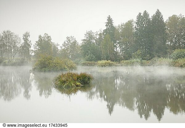 Herbstliche Stimmung an Weiher im Naturschutzgebiet Wildert in Illnau  Raureif bedeckt Vegetation auf den Inseln und Nebelschwaden schweben über dem Wasser  Kanton Zürich  Schweiz  Europa