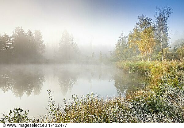 Herbstliche Stimmung bei von Bäumen gesäumtem Weiher  im Naturschutzgebiet Wildert in Illnau  Raureif bedeckt Vegetation und Nebelschwaden schweben über dem Wasser  Kanton Zürich  Schweiz  Europa
