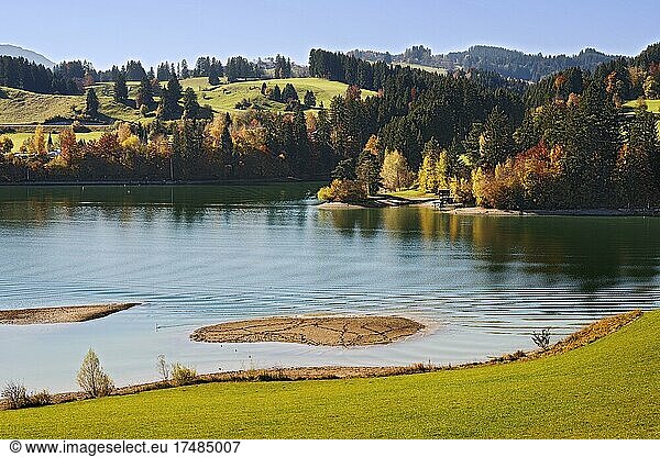 Herbstliche Stimmung mit Mischwald am Forggensee  Schwaben  Bayern  Deutschland  Europa