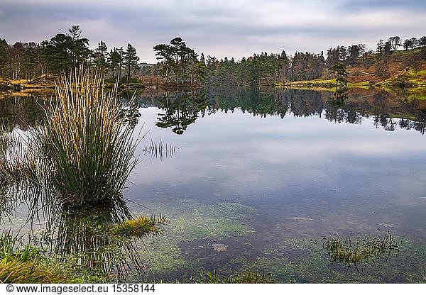 Herbstliche Waldlandschaft mit Spiegelung im See  Ambleside  Lake District National Park  Mittelengland  Großbritannien