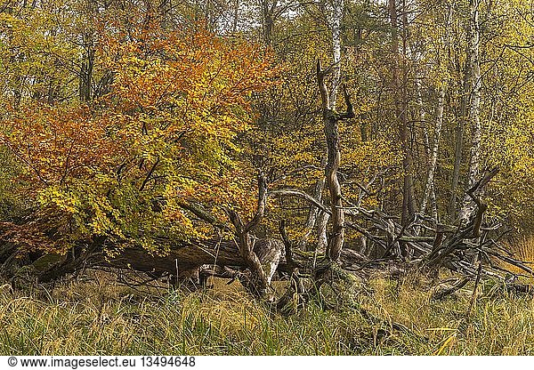 Herbstlicher Auwald mit Totholz  alte umgestürzte Kiefern  MÃ¶nchbruchwald  Naturschutzgebiet MÃ¶nchbruch  Rüsselsheim am Main  Hessen  Deutschland  Europa