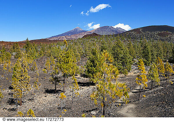 Herbstlicher Hain auf der Insel Teneriffa
