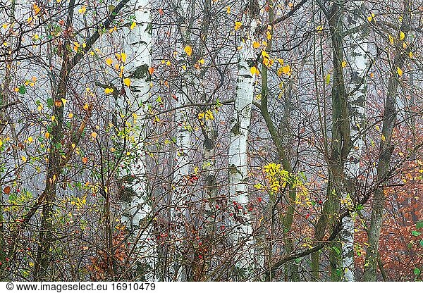 Herbstlicher Wald in den Ausläufern des Mala Fatra Gebirges  Slowakei.
