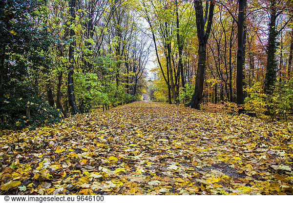 Herbstlicher Waldweg  Essen  Nordrhein-Westfalen  Deutschland  Europa