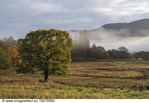 Herbstszene mit Frühnebel im Herbst  Borrowdale  Lake-District-Nationalpark  UNESCO-Weltkulturerbe  Cumbria  England  Vereinigtes Königreich  Europa