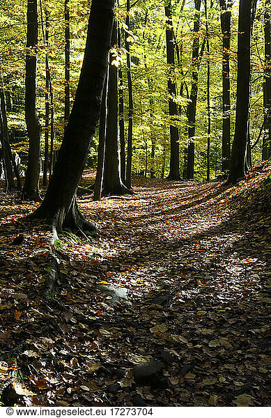 Herbstwald im Elbsandsteingebirge