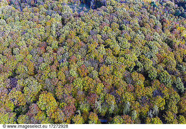 Herbstwald  Luftaufnahme