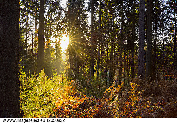 Herbstwald mit Morgensonne  die durch die Bäume im Odenwald in Bayern  Deutschland  scheint