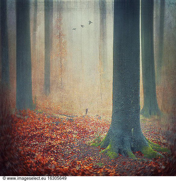Herbstwald mit rotem Laub auf dem Boden  digitale Bearbeitung