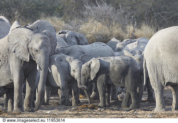Herd of african elephants  Loxodonta africana  standing at a watering hole in grassland.