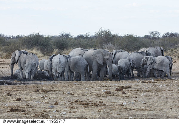 Herd of African elephants  Loxodonta africana  standing at a watering hole in grassland.