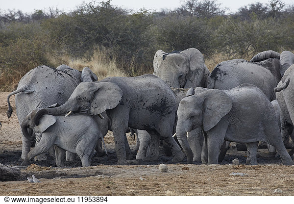 Herd of African elephants  Loxodonta africana  standing at a watering hole in grassland.