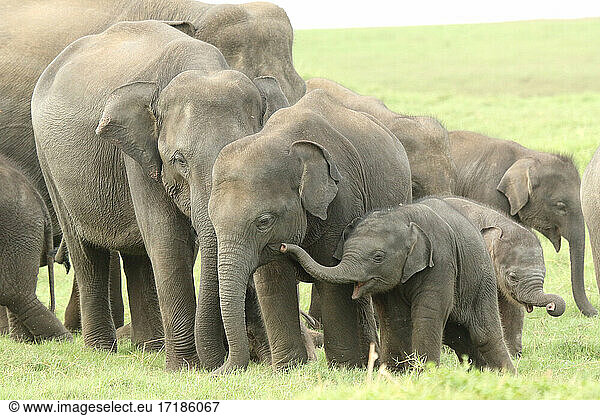 Herd of Asian elephants (Elephas maximus) with calves a few weeks old  Sri Lanka
