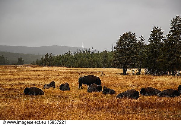 Herd of bison buffalo at Yellowstone National Park  USA