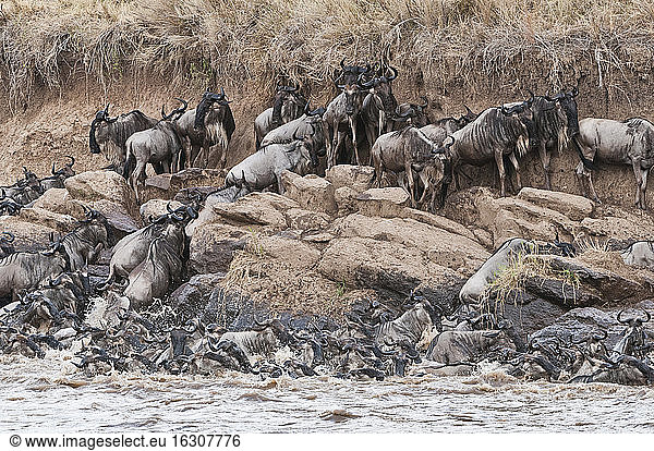 herd of blue wildebeests (Connochaetes taurinus) try to get out of the Mara river